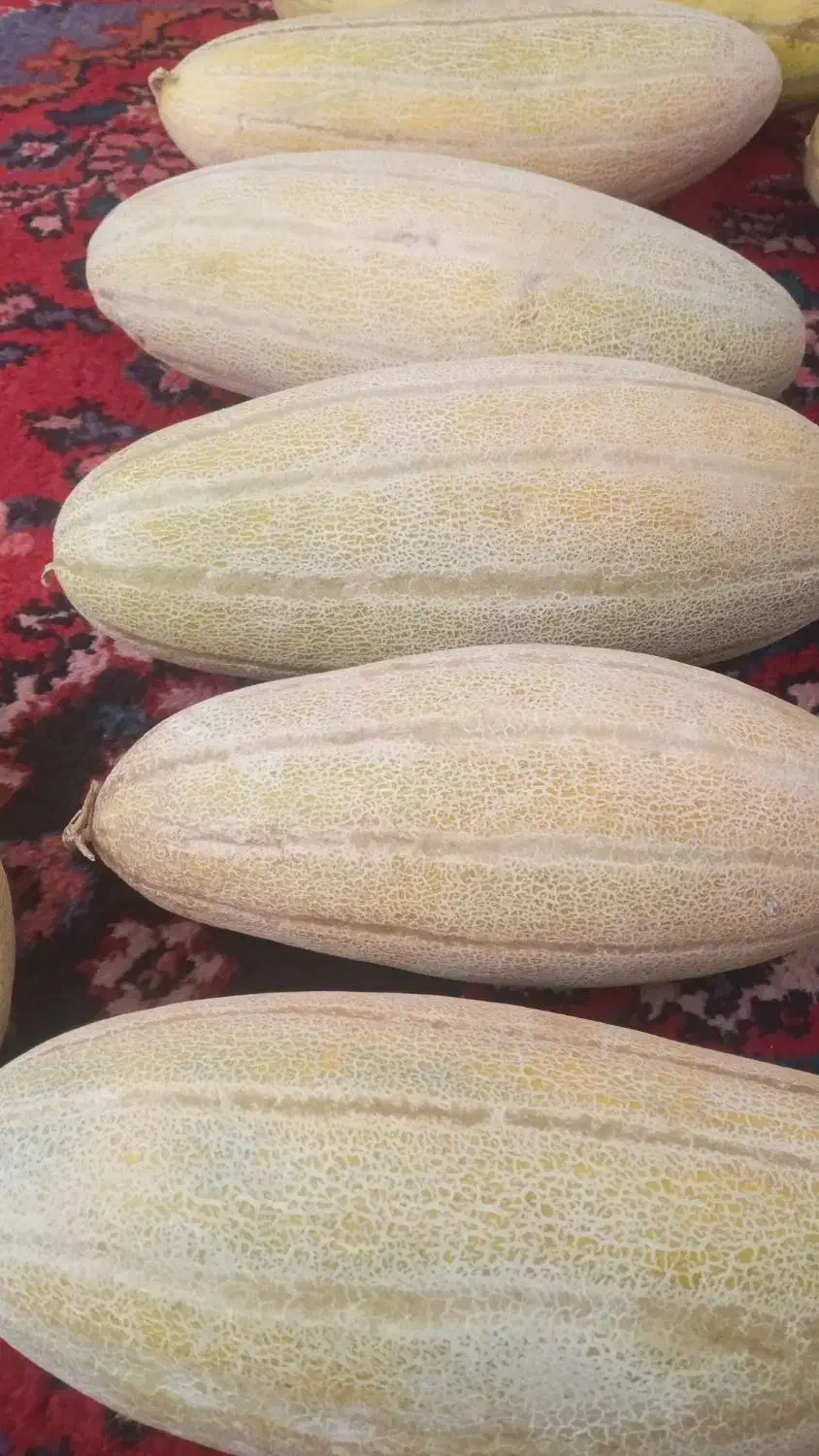 خربزه مشهدی درشت  بهترین بار منطقه|خوردنی و آشامیدنی|کبودرآهنگ, |دیوار