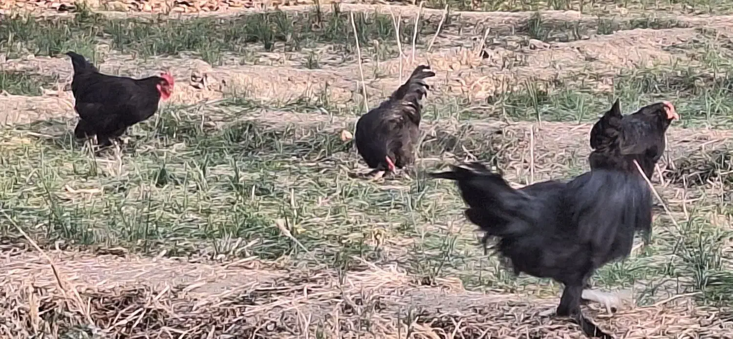 خروس مرندی|حیوانات مزرعه|کمیجان, |دیوار