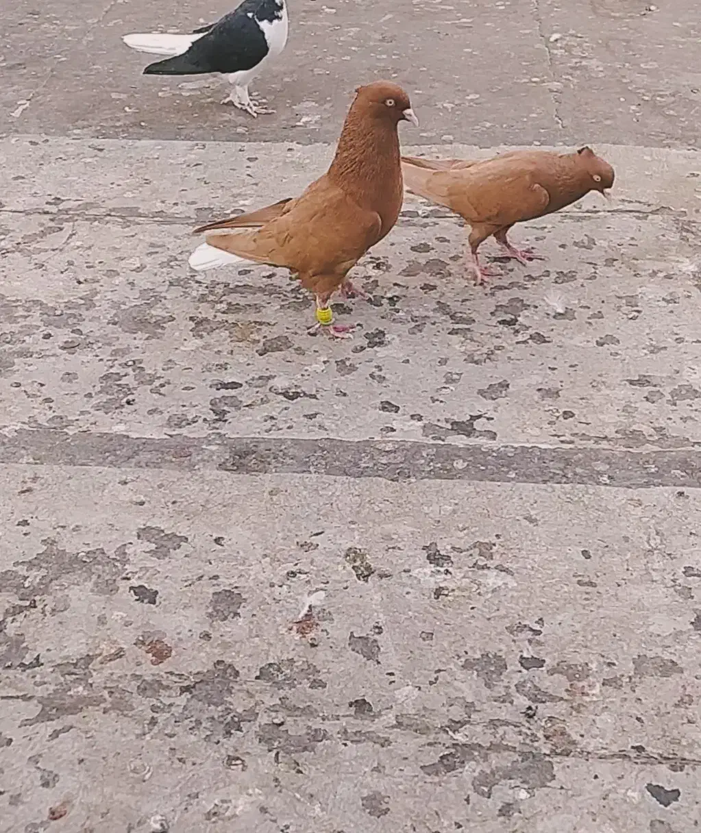 دمسفیدنروماده آث|پرنده|اقبالیه, |دیوار