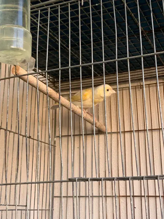 قناری ماده|پرنده|شیراز, شهرک ولیعصر|دیوار