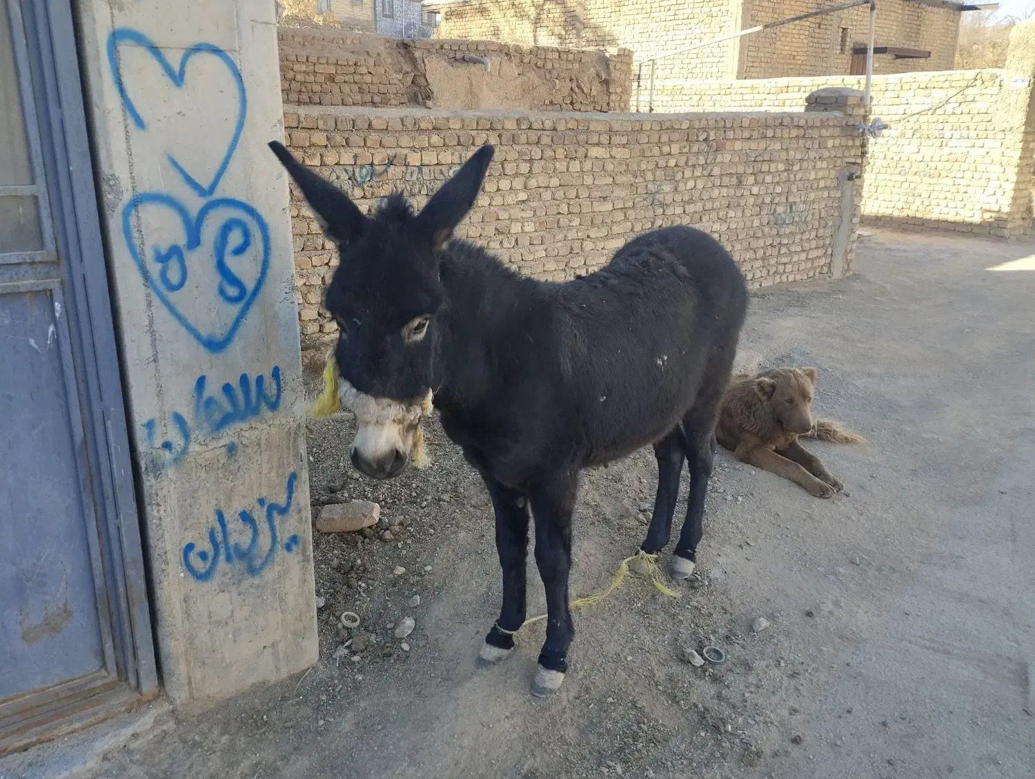 الاغ|حیوانات مزرعه|زنده رود, |دیوار