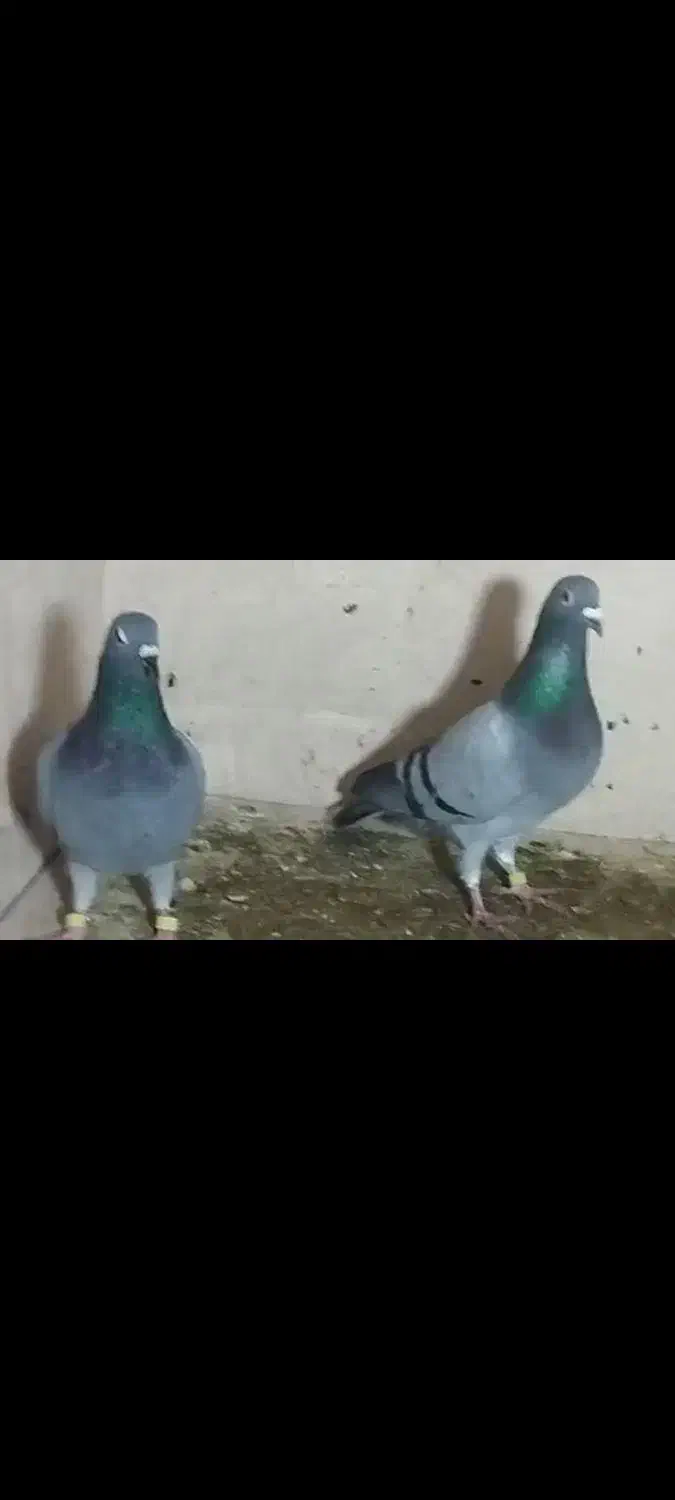 کفتر سبز پلاکی|پرنده|جهرم, |دیوار