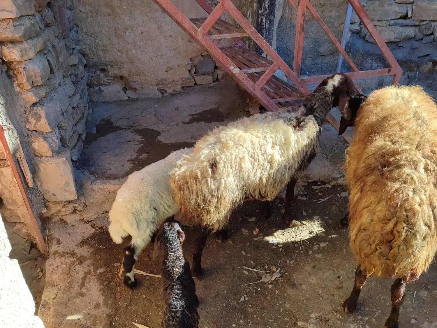 گوسفند و بره (مروبرخ) جوان داشت|حیوانات مزرعه|مریوان, |دیوار