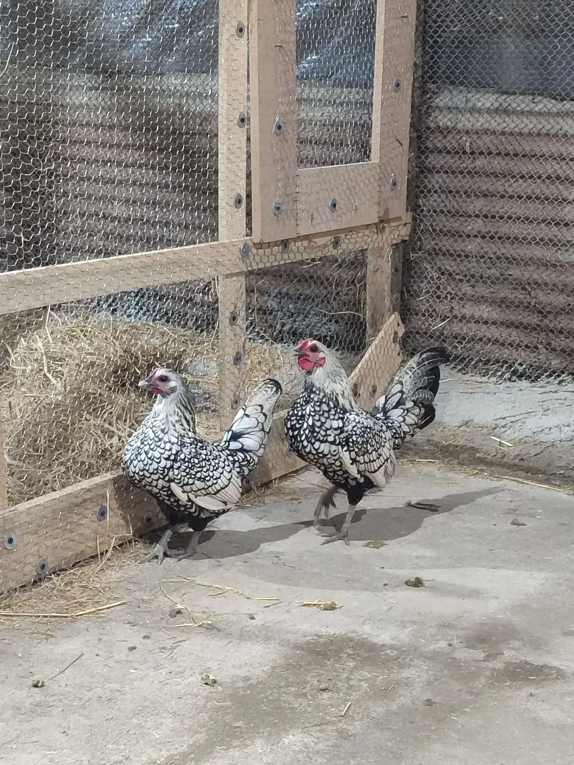 جوجه مرغ و خروس زینتی پولک منظم|حیوانات مزرعه|رشت, شهرک قدس|دیوار