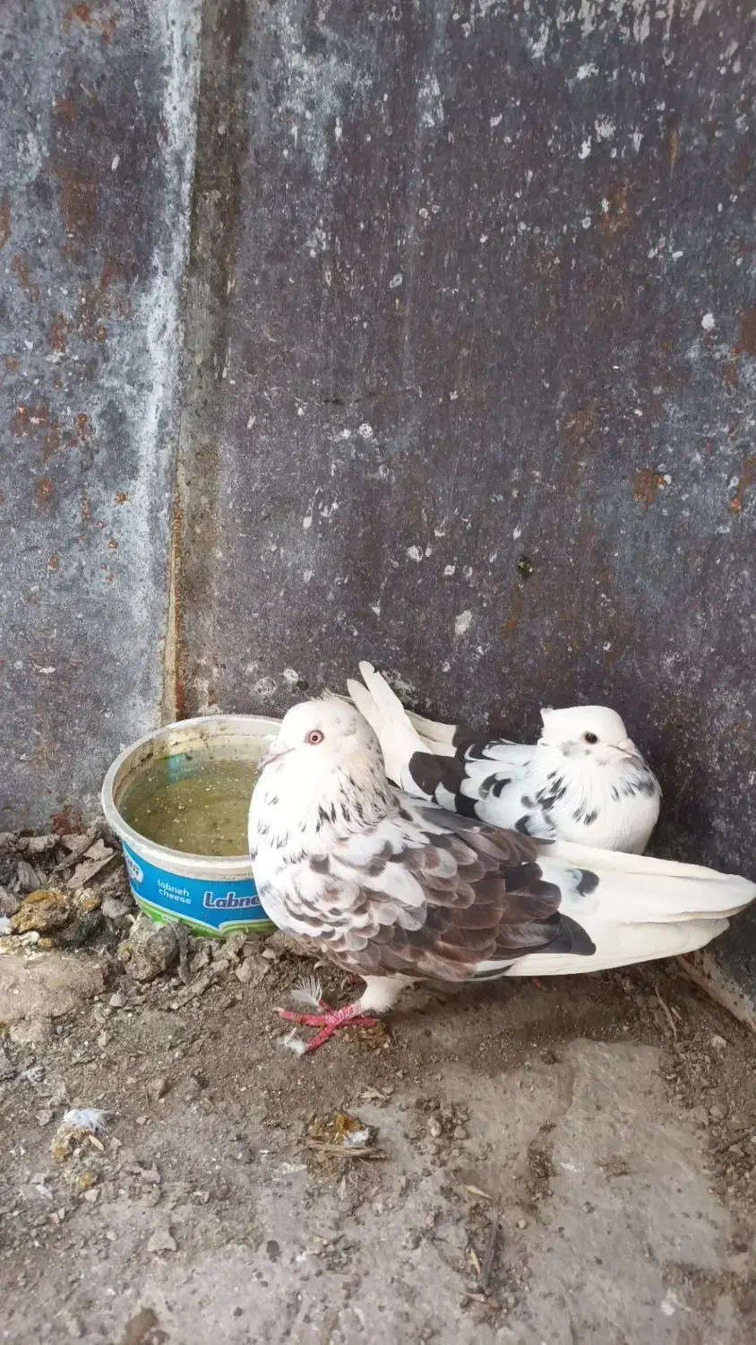 کبوتر تکپر اطراف گرگان|پرنده|سرخنکلاته, |دیوار