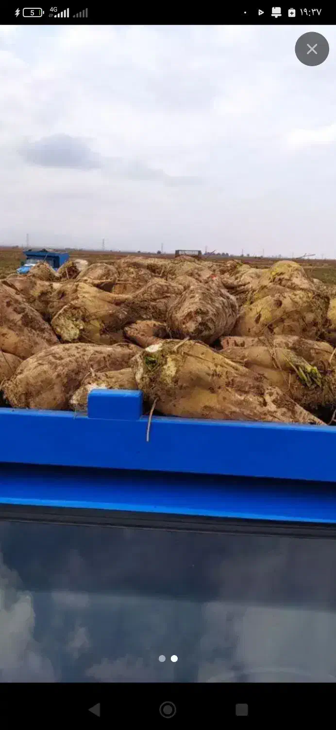 چغندر|خدمات باغبانی و درختکاری|نیشابور, بنیاد شهید|دیوار