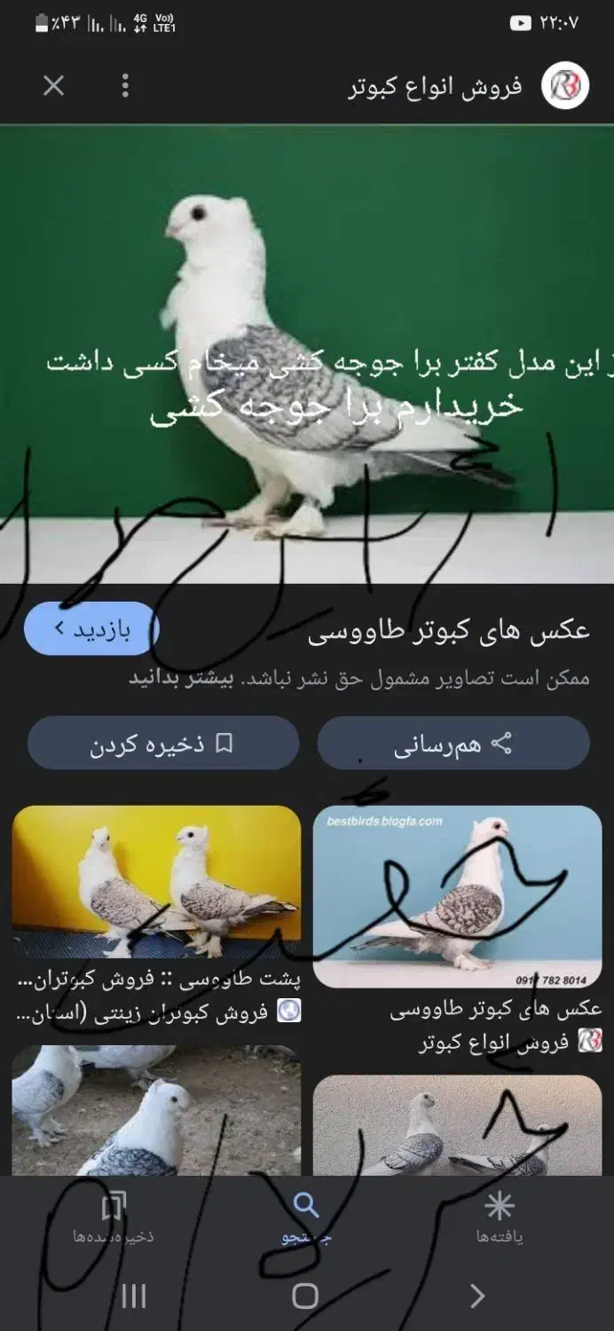 کفتر الماسی|پرنده|خاش, |دیوار