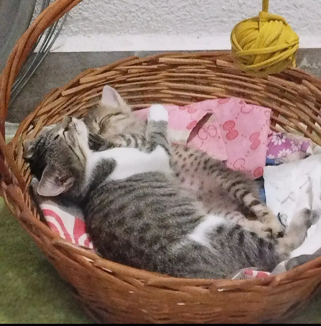 واگذاری رایگان گربه|گربه|رشت, نیروی دریایی|دیوار