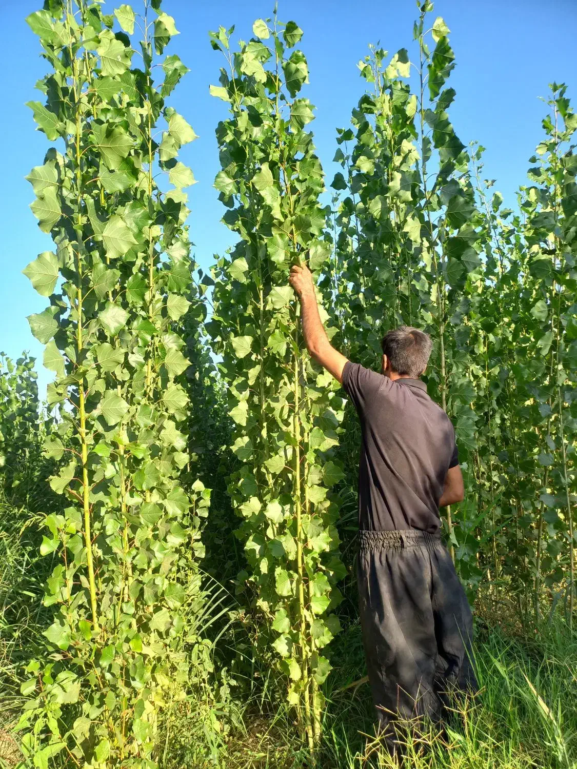 پیش فروش نهال صنوبر به قیمت عمده|گل و گیاه طبیعی|میاندوآب, |دیوار