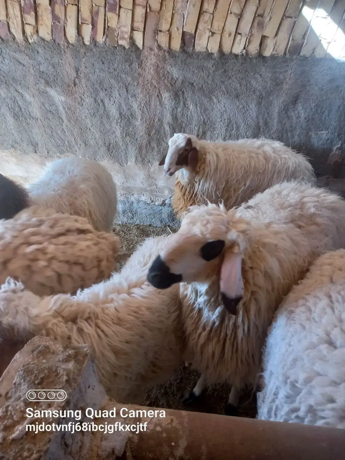 بره نر چاق|حیوانات مزرعه|آیسک, |دیوار