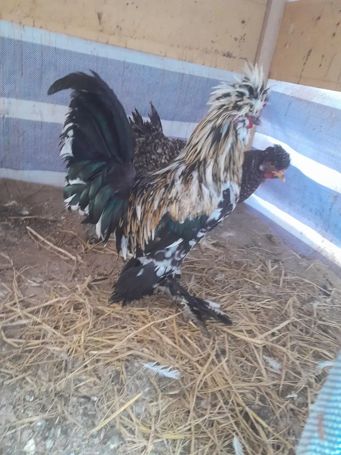 مرغ و خروس سلطانی|حیوانات مزرعه|لاهیجان, گلستان|دیوار