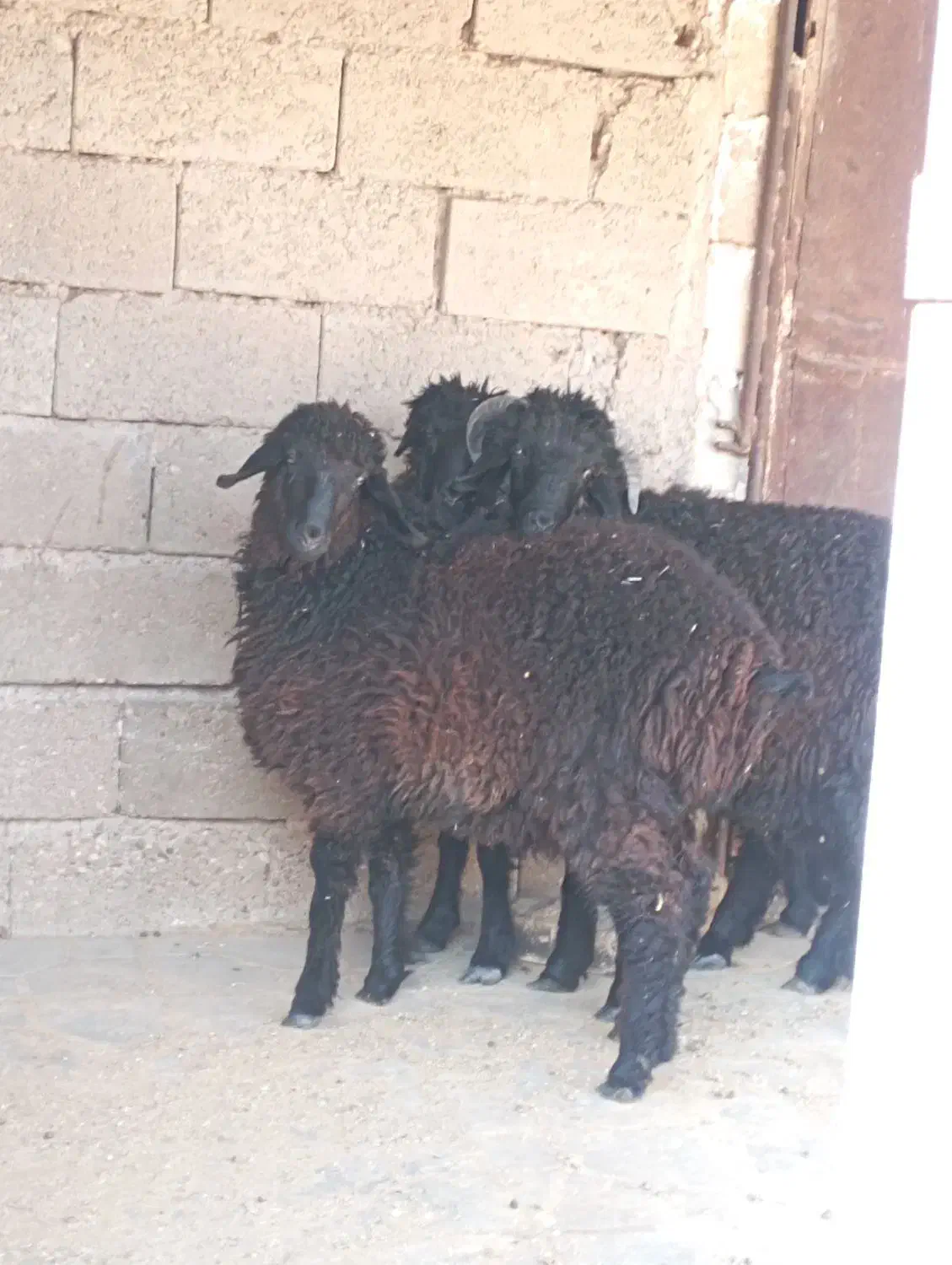 بره نر|حیوانات مزرعه|رونیز, |دیوار