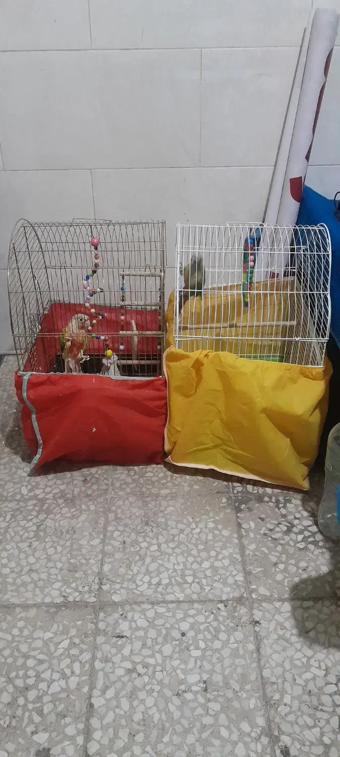 گرینچیک|پرنده|قم, کلهری|دیوار