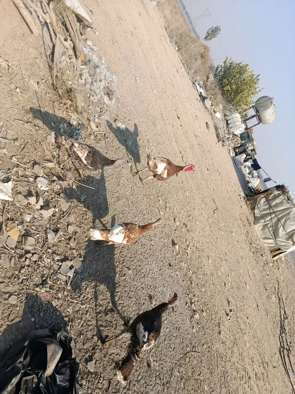 بوقلمون|حیوانات مزرعه|آفتاب, |دیوار