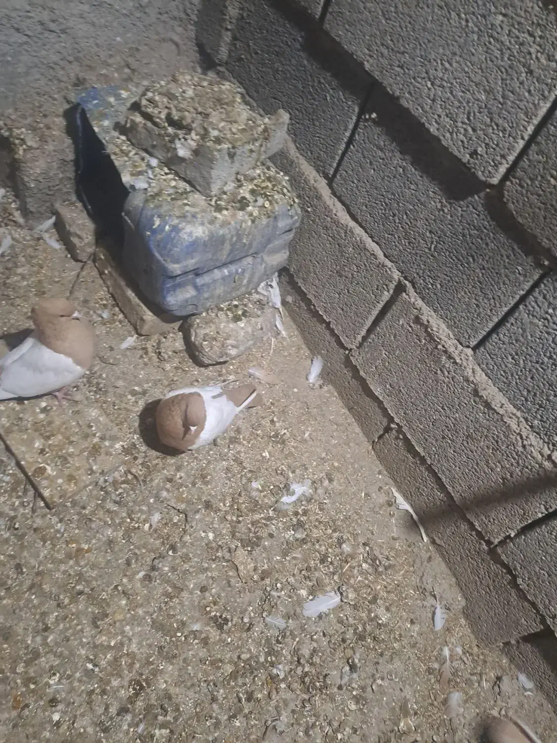 کبوتر و مرغ|حیوانات مزرعه|کوهمره, |دیوار