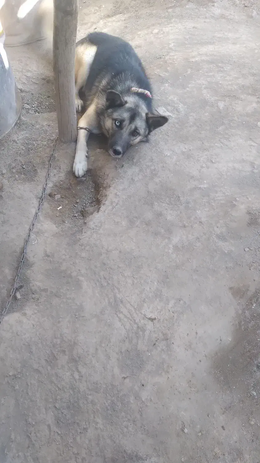 سگ هاسکی چشم رنگی|سگ|بیستون, |دیوار