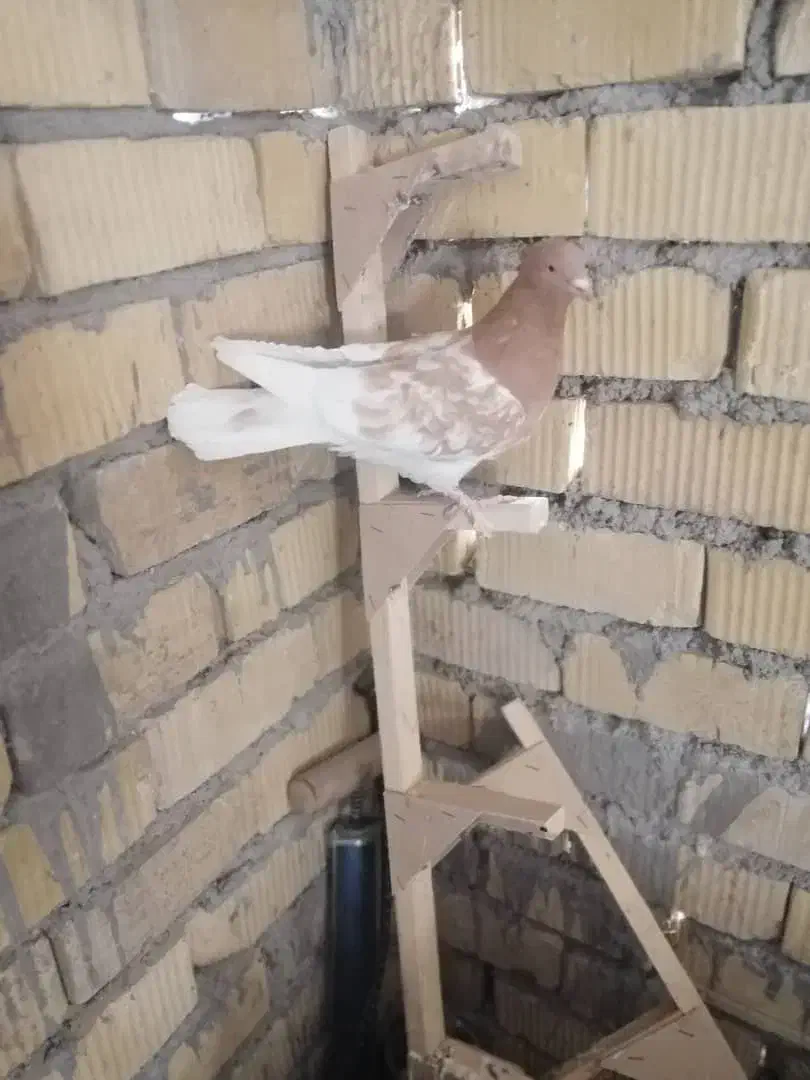 جفت کله زردزات قدیم|پرنده|سیدان, |دیوار