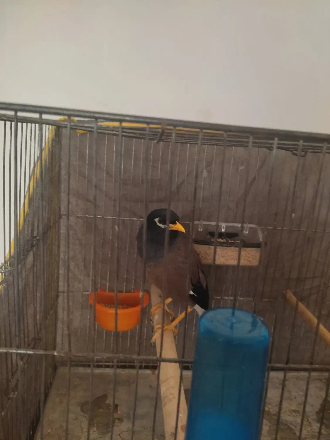 میناسخنگو|پرنده|مشهد, امیریه|دیوار