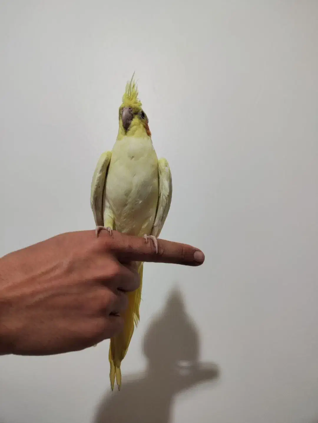 طوطی عروس هلندی|پرنده|فردوسیه, |دیوار