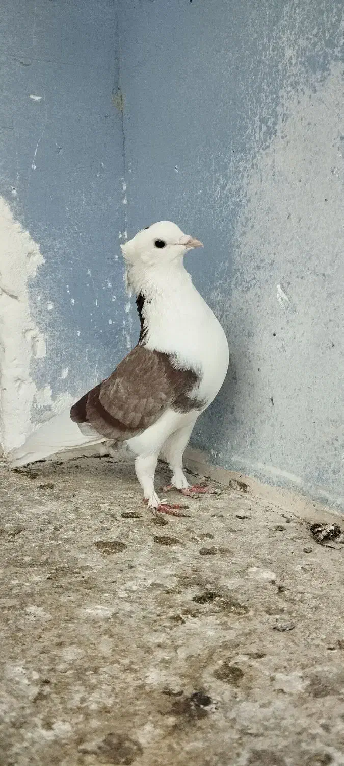 شازده|پرنده|قم, یزدان‌شهر|دیوار