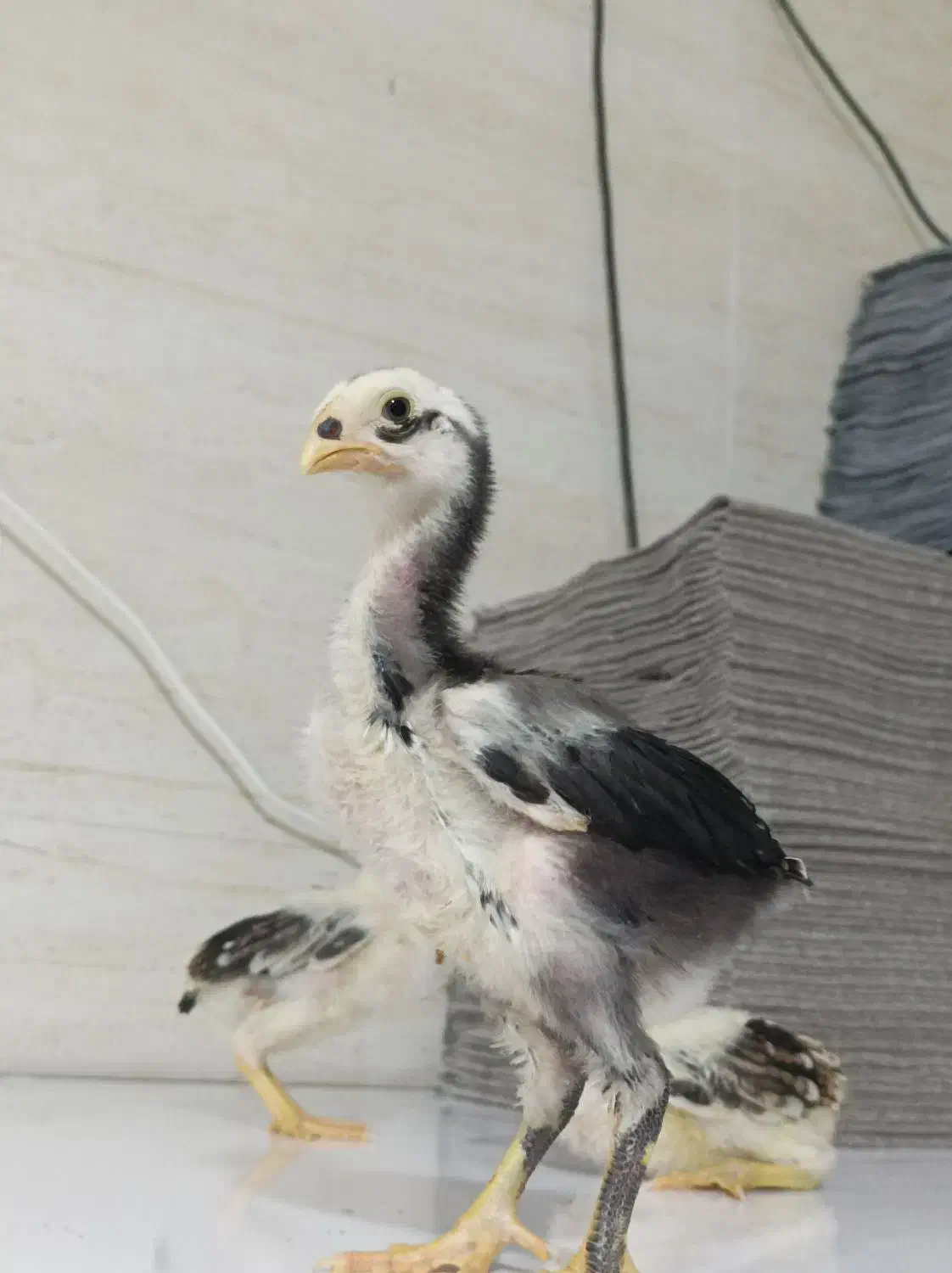 جوجه لاری|حیوانات مزرعه|تهران, جوادیه|دیوار