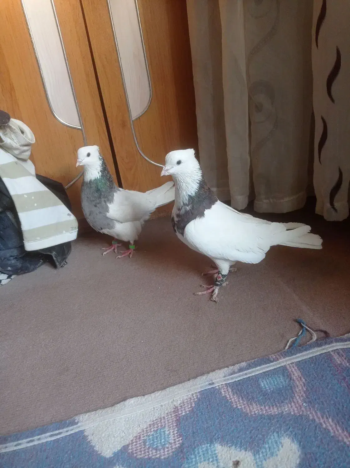 معاوضه با عروس هلندی|پرنده|گوهران, |دیوار