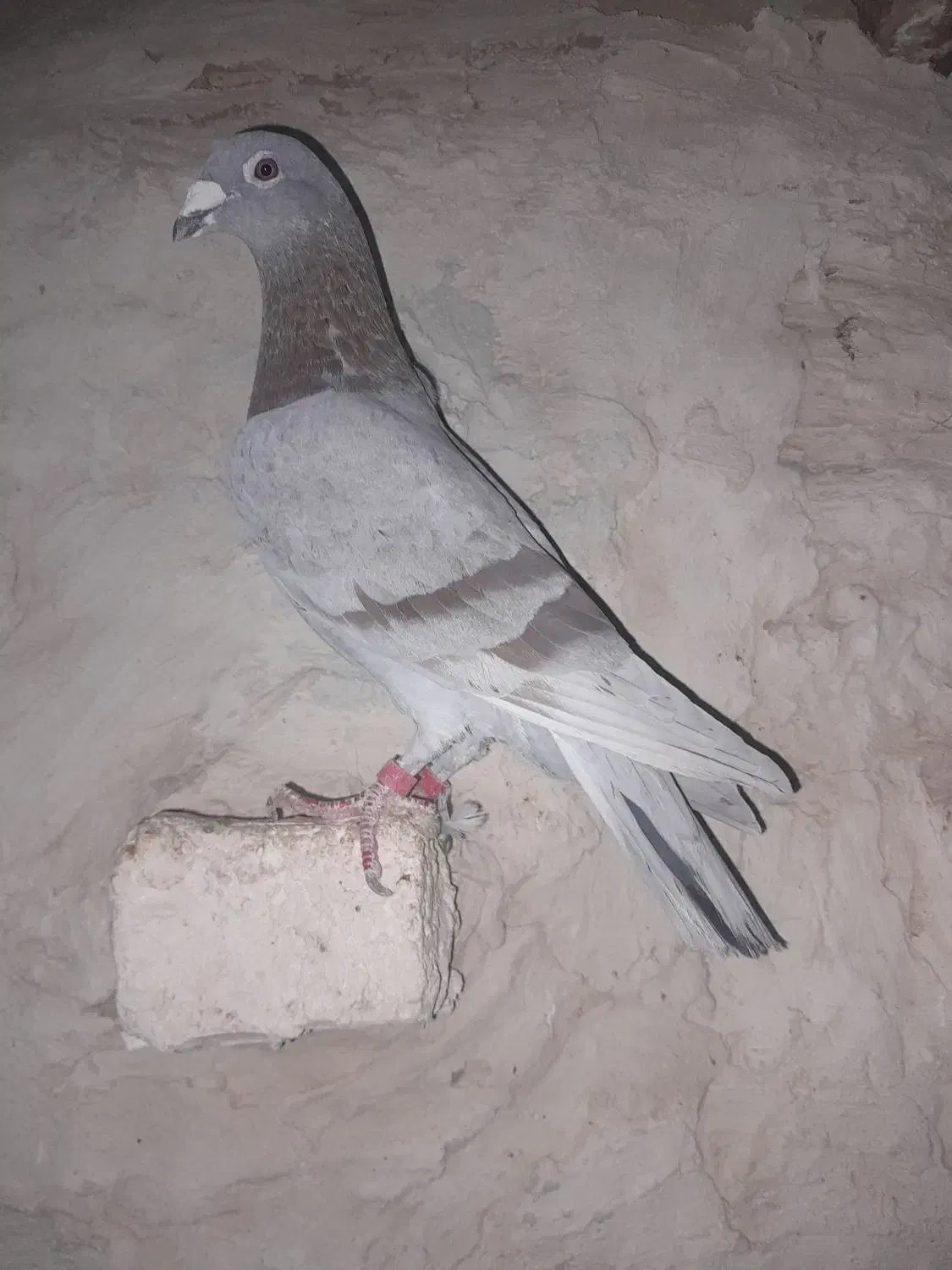 اوقون‌و ابلق پرشی|پرنده|تربت جام, میان جام|دیوار