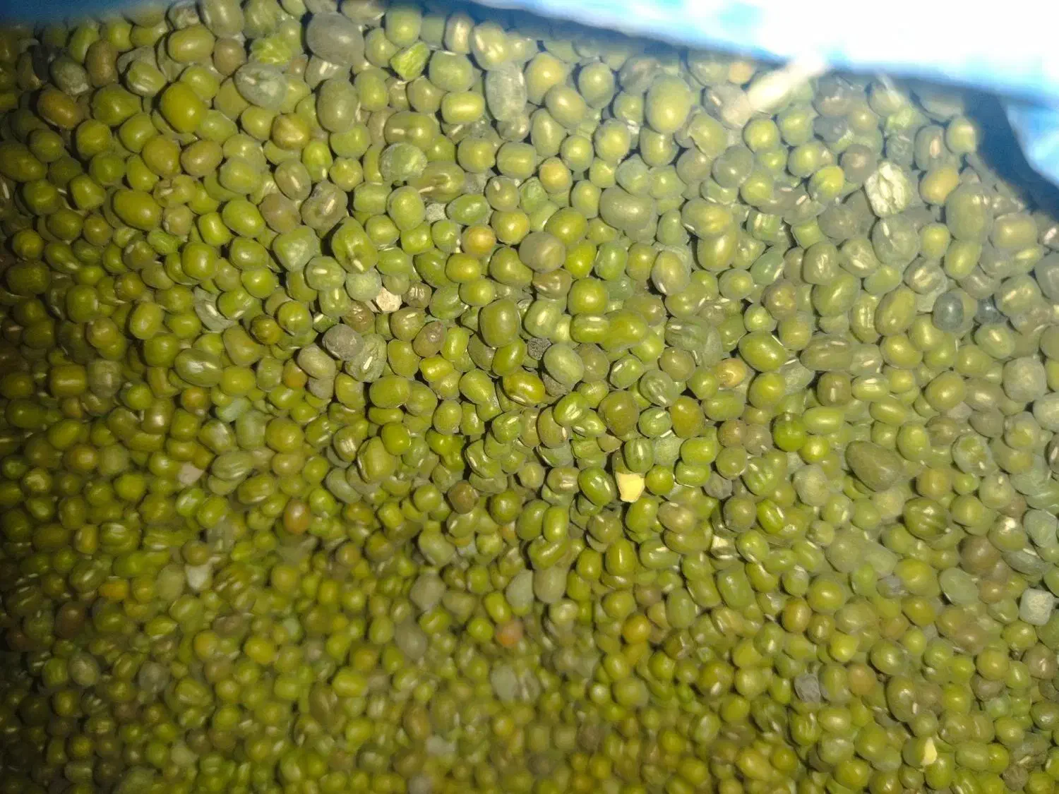 ماشک|لوازم جانبی حیوانات|دهدشت, |دیوار