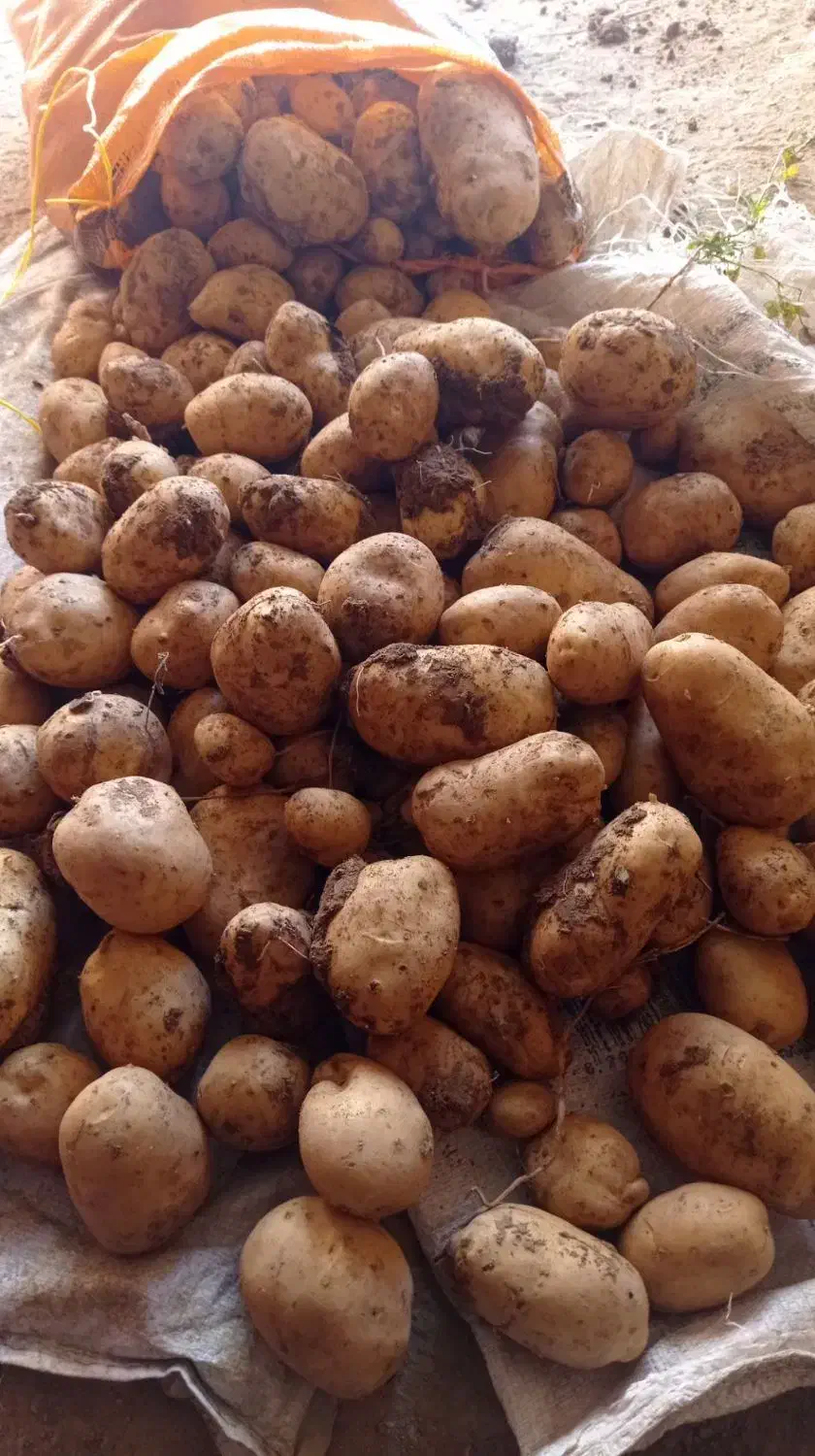 سیب زمینی خوراک|حراج|چادگان, |دیوار