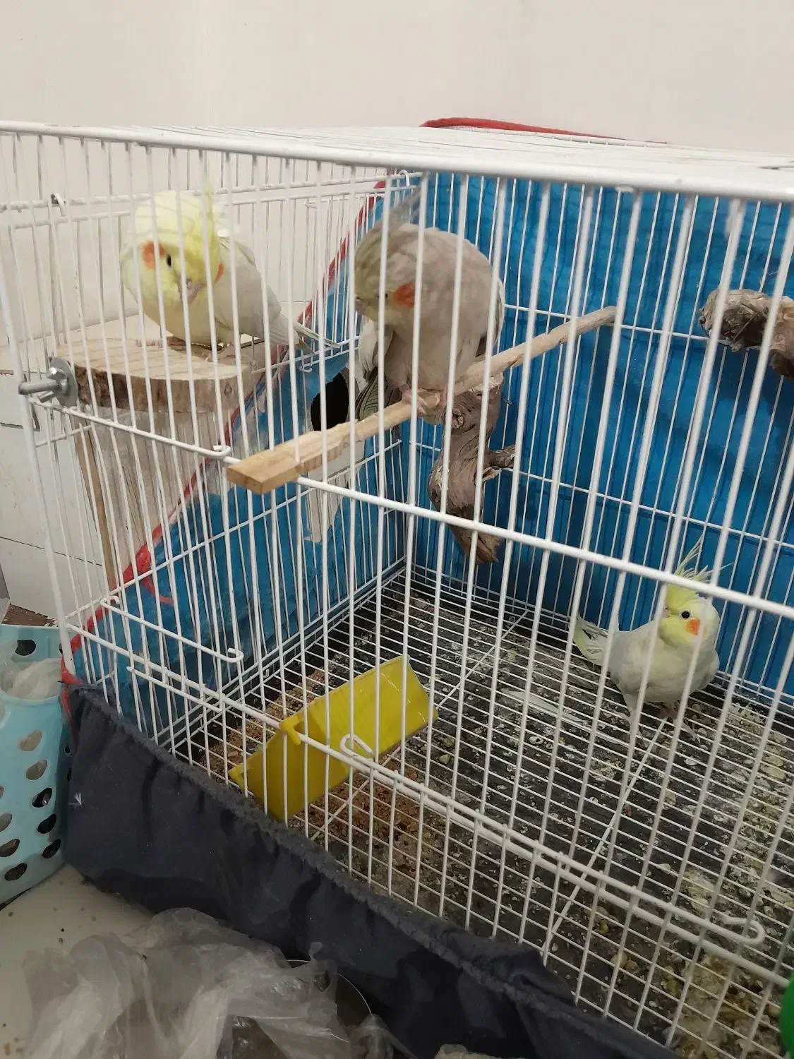 عروس معاوضه ای سه تا ماده|پرنده|هیرمند, |دیوار