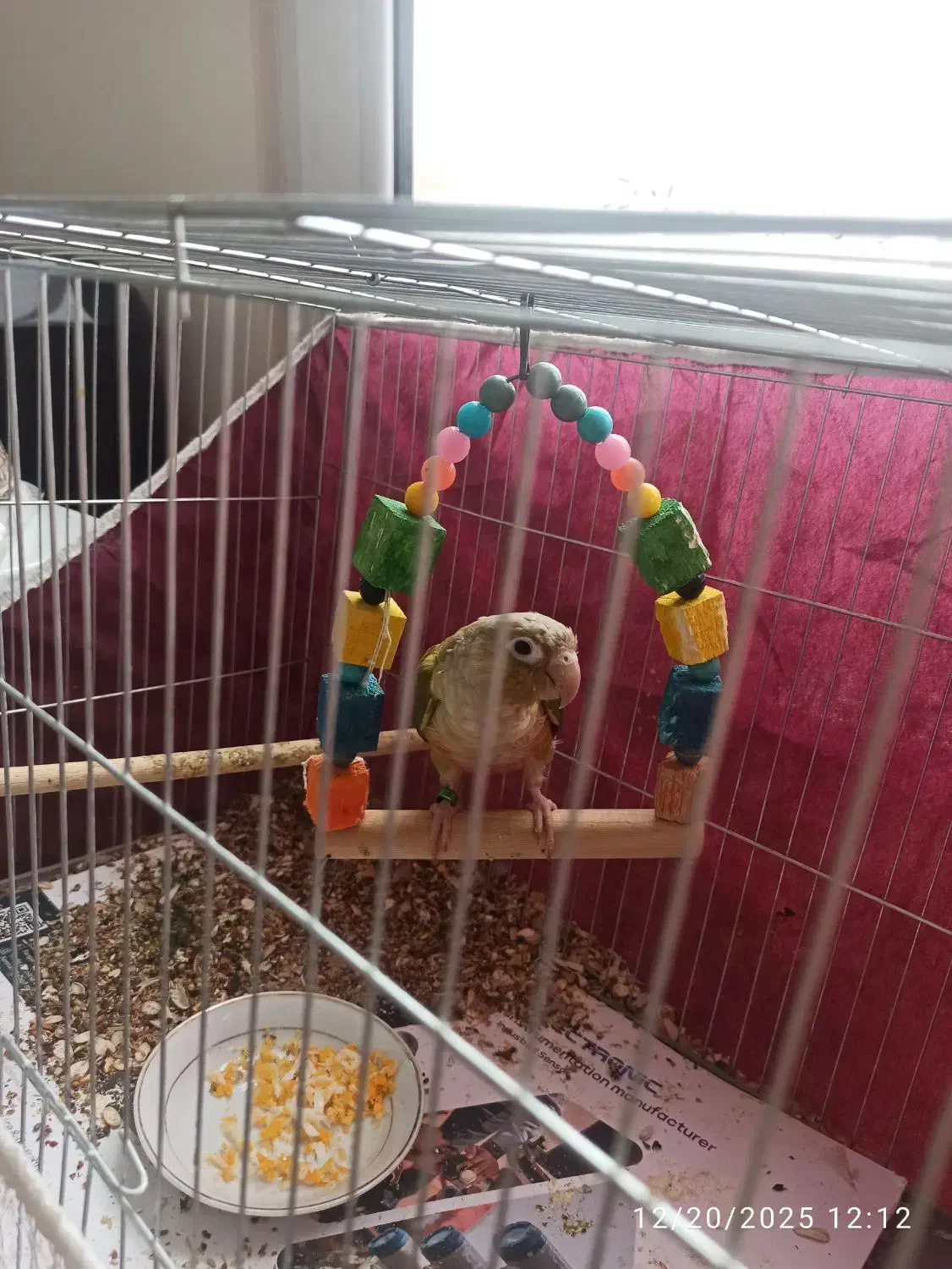 گرینچیک|پرنده|کرمان, |دیوار