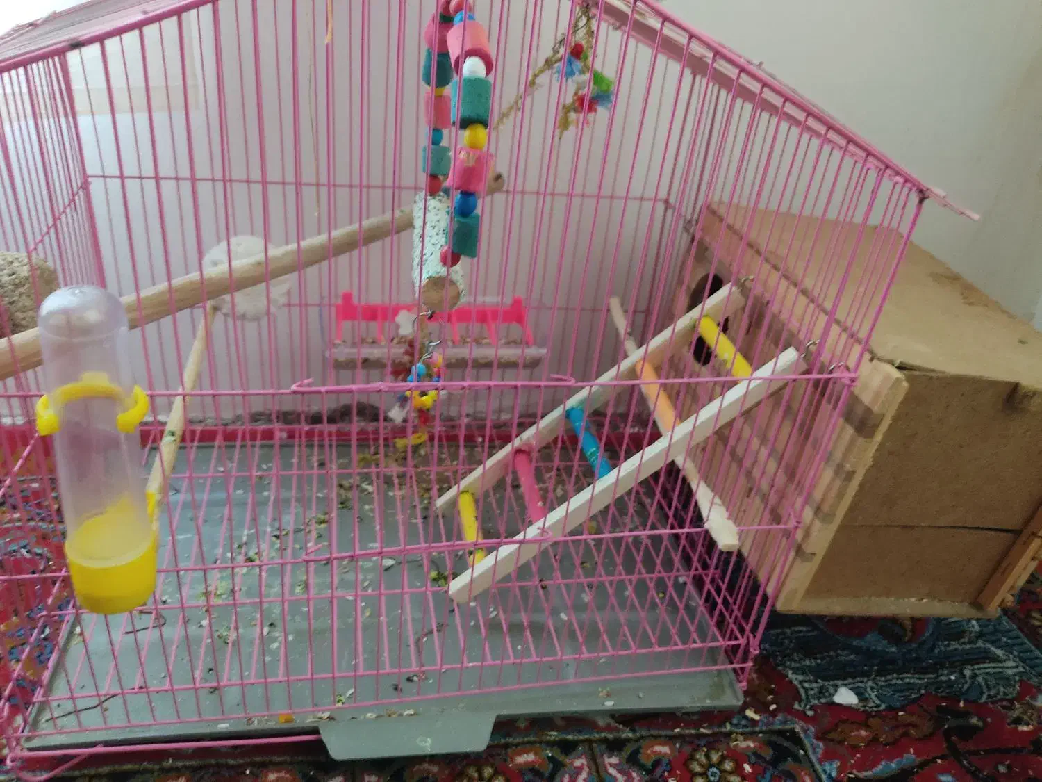 عروس هلندی|پرنده|پیرانشهر, |دیوار