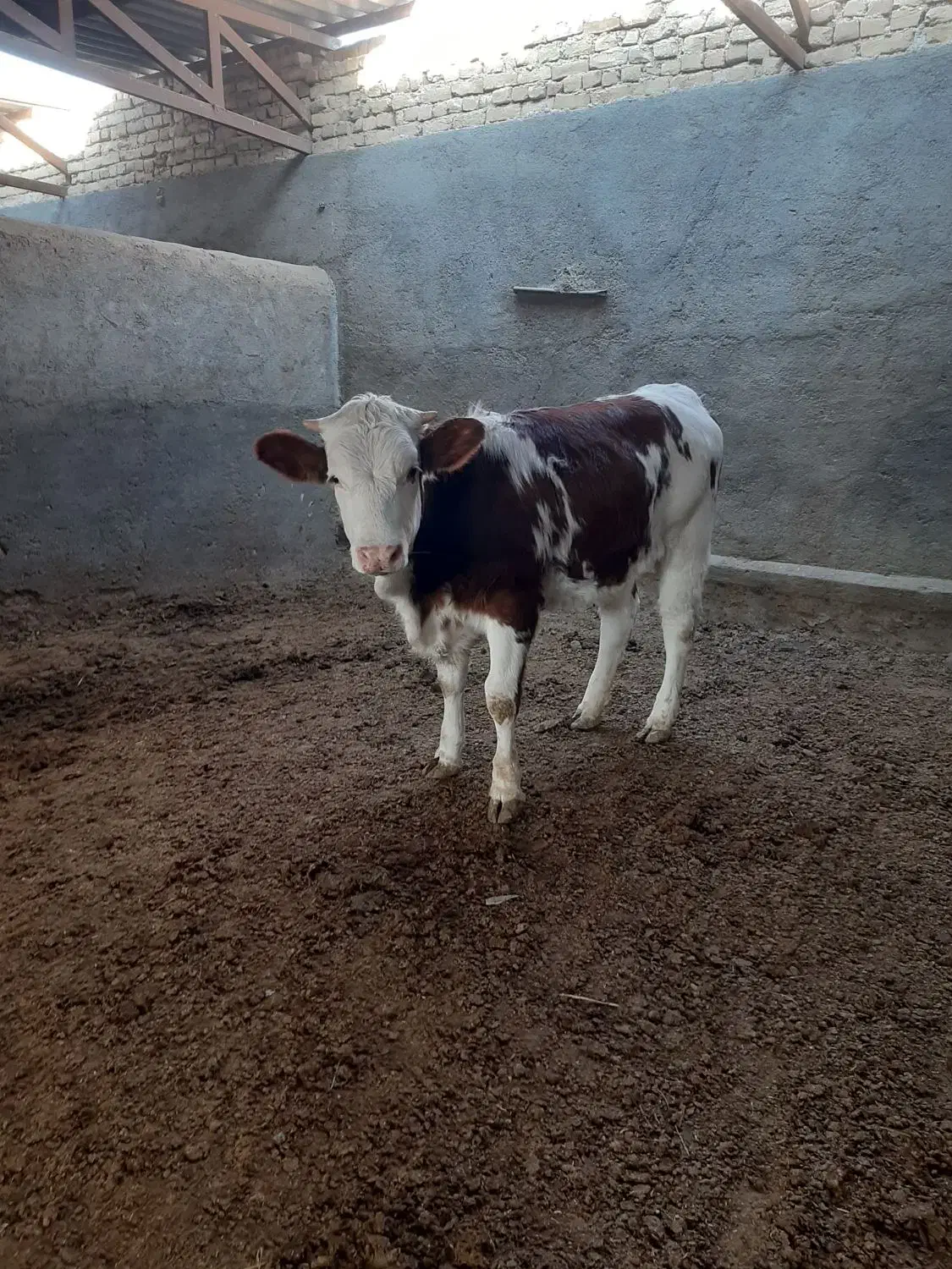گوساله ماده تلیسه|حیوانات مزرعه|مشهد, خواجه ربیع|دیوار