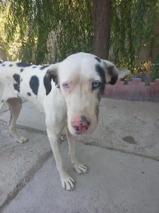 سگ گریت دین|سگ|باغستان, |دیوار