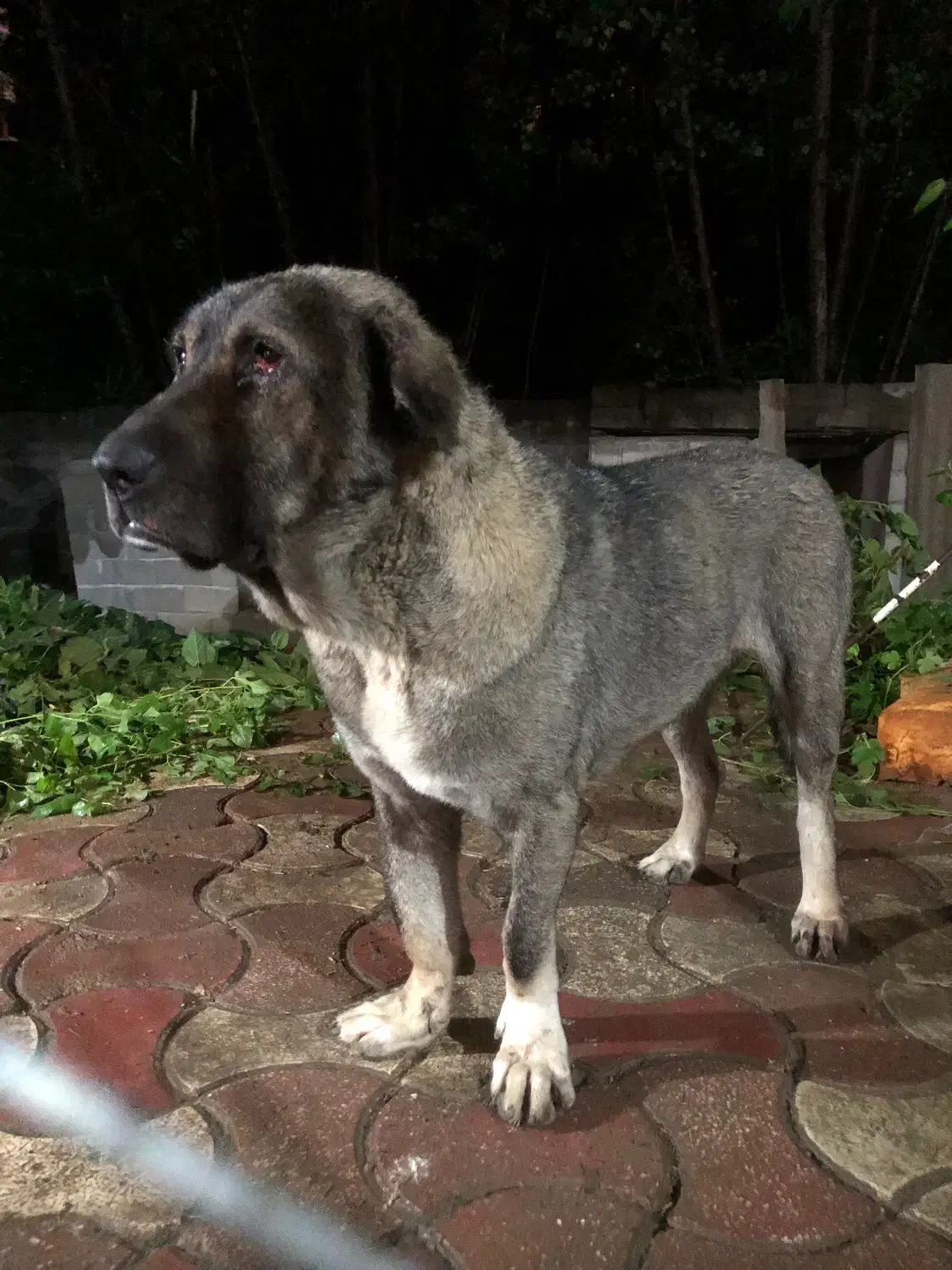 واگذاری سگ عراقی پژدر|سگ|تالش, هشتپر|دیوار