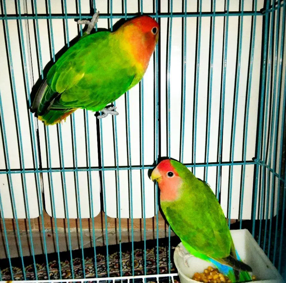 جفت طوطی  برزیلی|پرنده|ری, هاشم‌آباد|دیوار