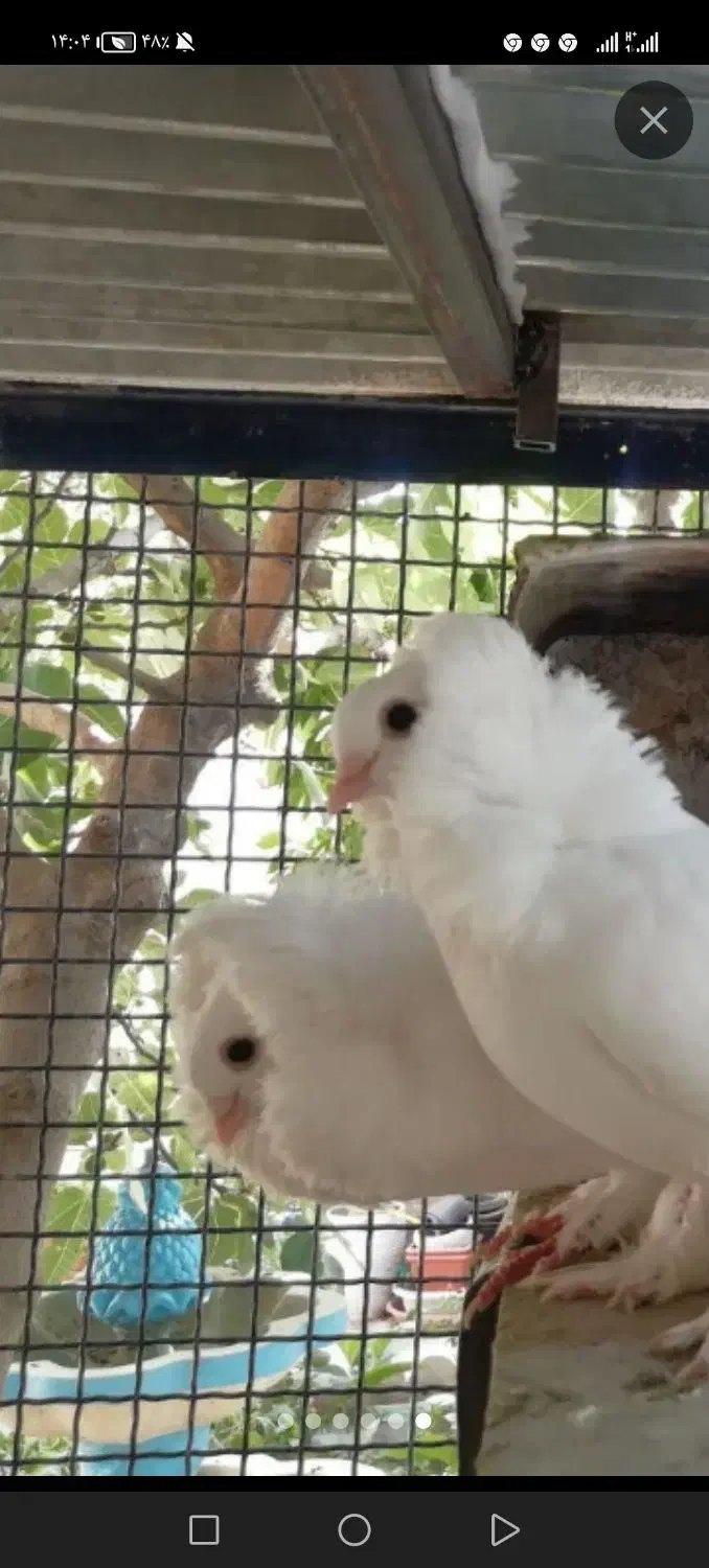 پشدار عکس نمایشی|پرنده|کرمان, |دیوار