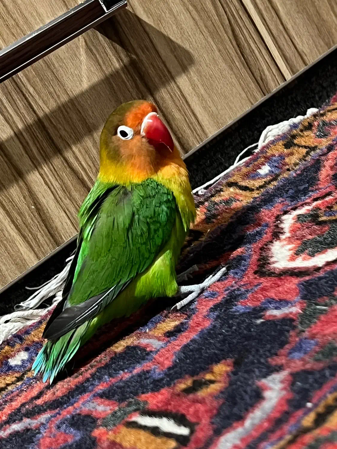 طوطی برزیلی|پرنده|مراغه, |دیوار