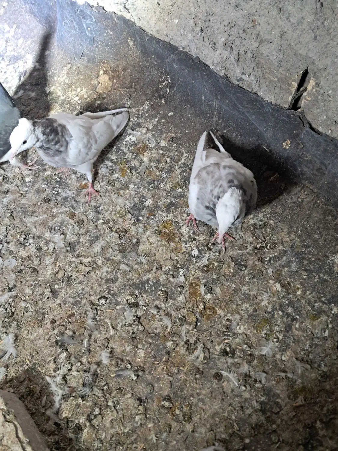 جوجه و کلنه|پرنده|نیشابور, ابراهیم ادهم|دیوار