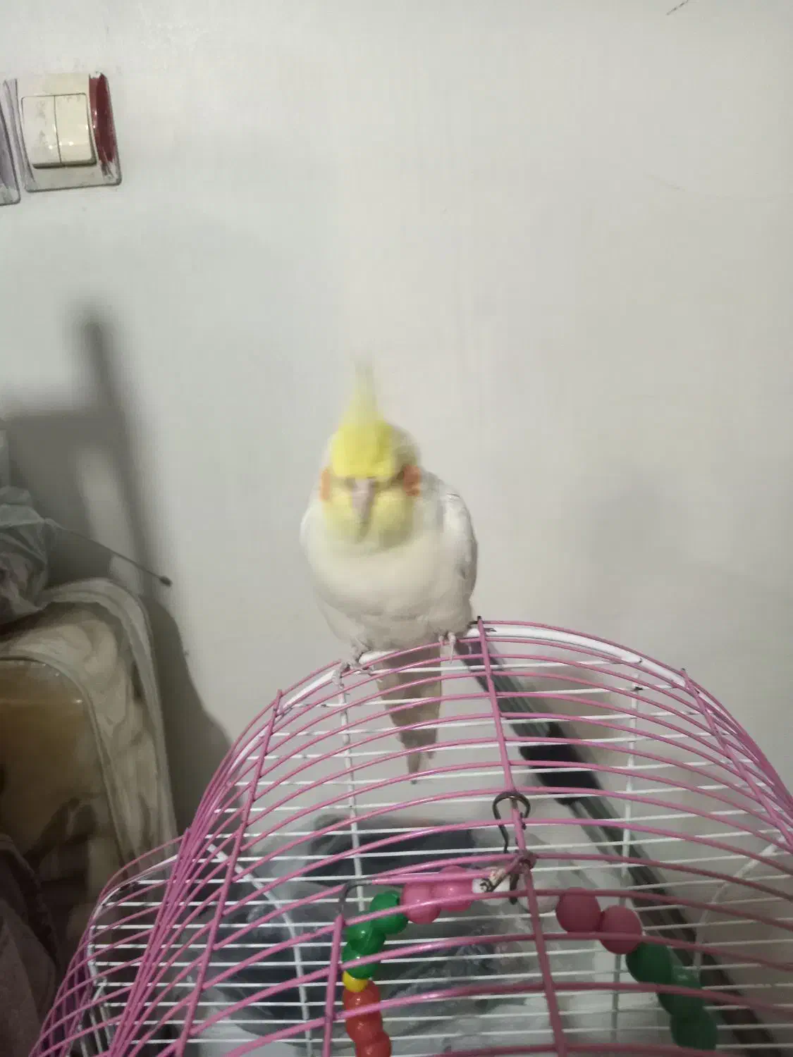 عروس،هلندی|پرنده|مشهد, رضاییه|دیوار