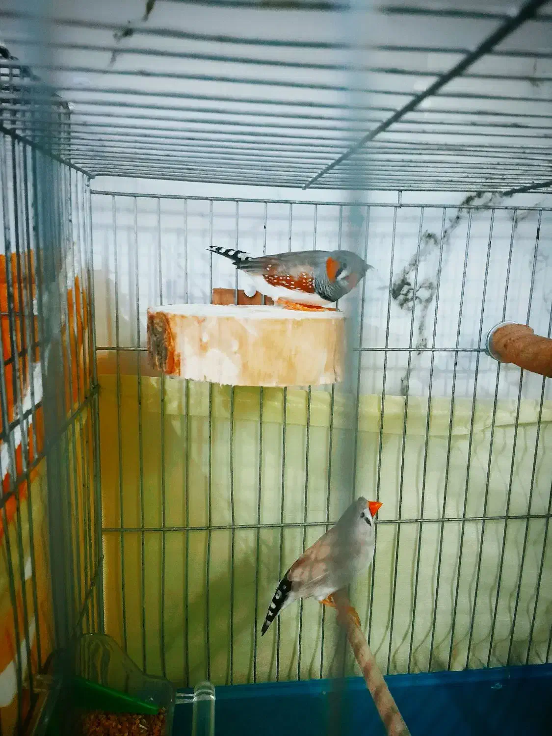 فنچ کینگ کاکلی|پرنده|بهارستان, |دیوار