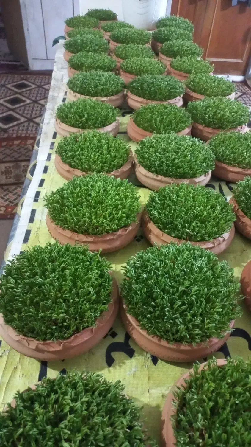 سبزه عید نوروز۴۰۵|گل و گیاه طبیعی|شیراز, کوشک میدان|دیوار