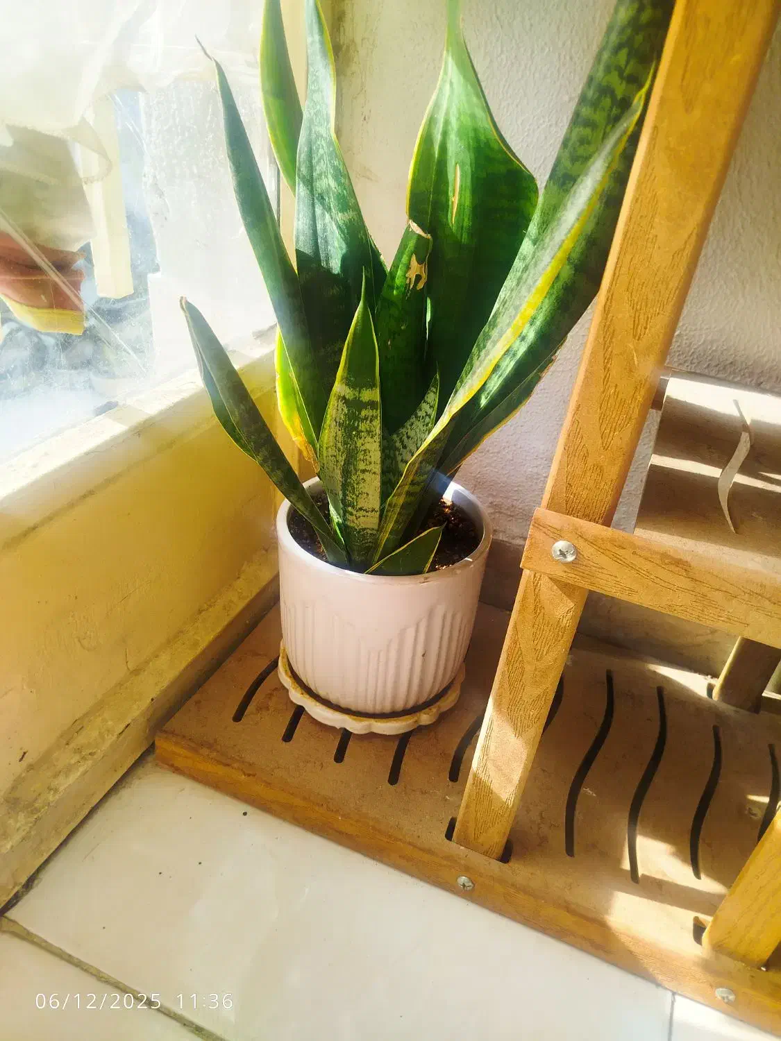 گل طبیعی|گل و گیاه طبیعی|شاهینشهر, حافظ جنوبی|دیوار