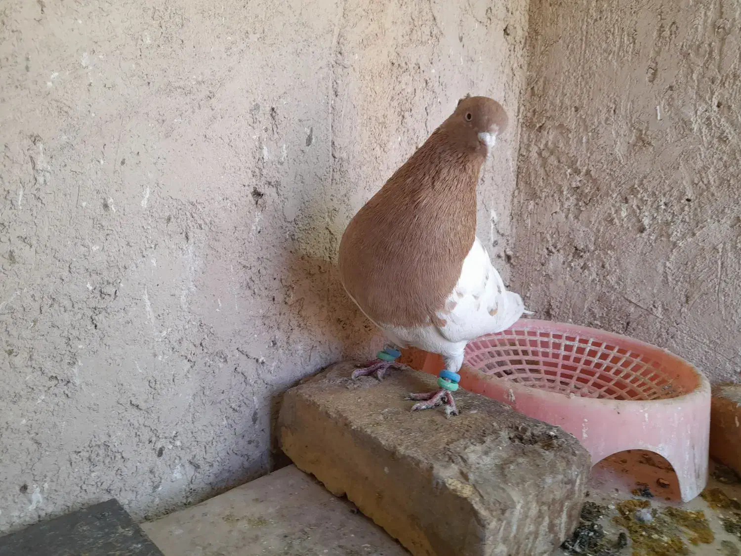 کبوتر|پرنده|آباده, |دیوار