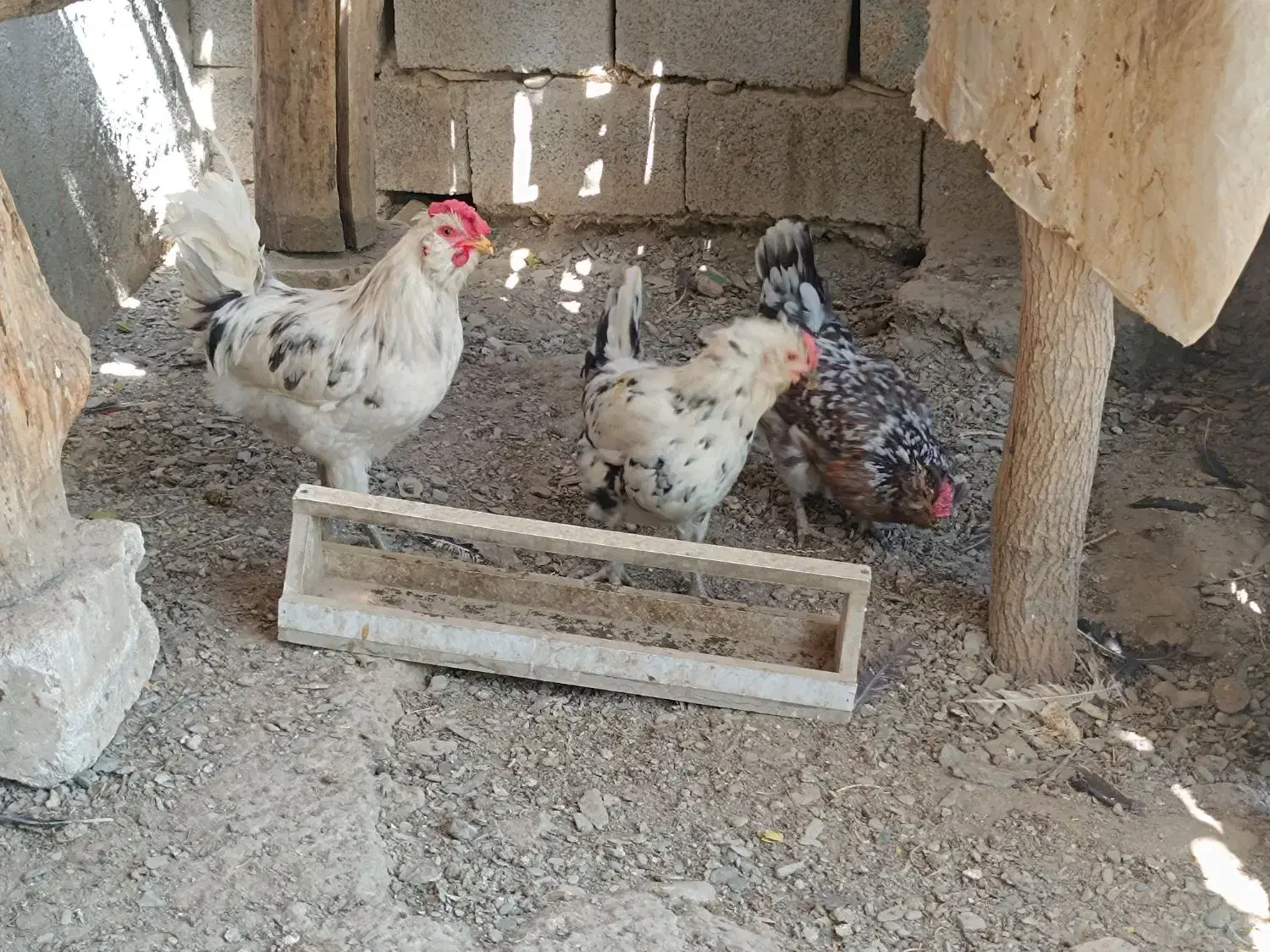 خروس گلین جوان|حیوانات مزرعه|مشهد, موسوی قوچانی|دیوار