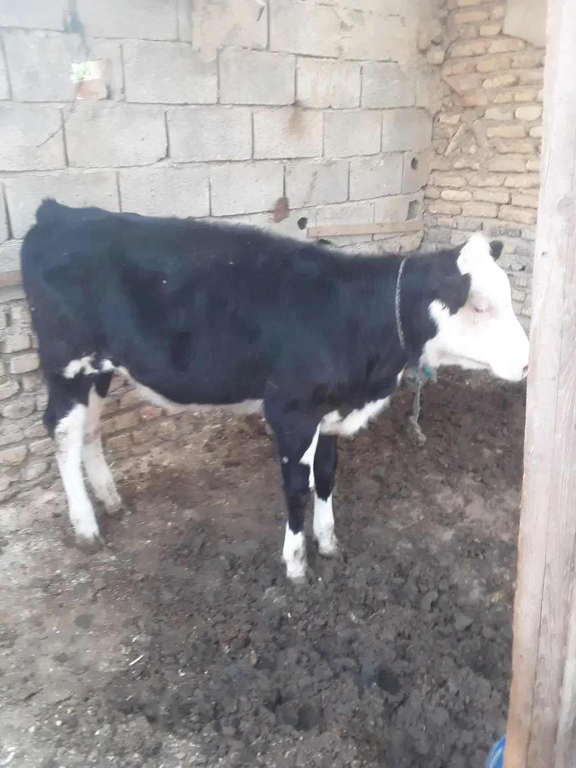 گوساله ماده سیمینتال|حیوانات مزرعه|سیمین شهر, |دیوار