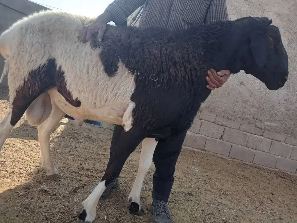 قوچ گله ای درشت هیکل وکشیده، سنگین وزن|حیوانات مزرعه|شیراز, جانبازان|دیوار