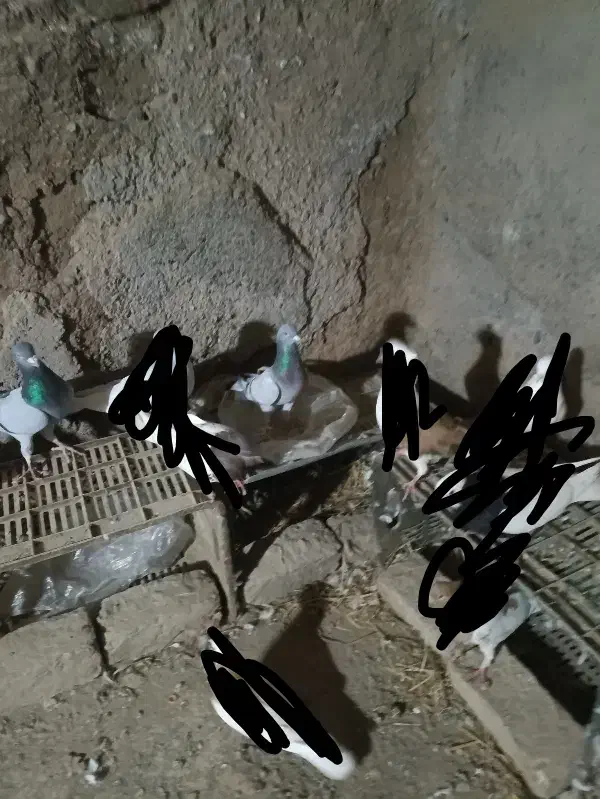 کفتر پرشی|پرنده|نیشابور, مازول|دیوار