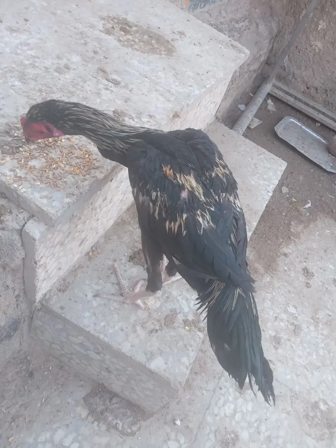 لاری|حیوانات مزرعه|زابل, |دیوار