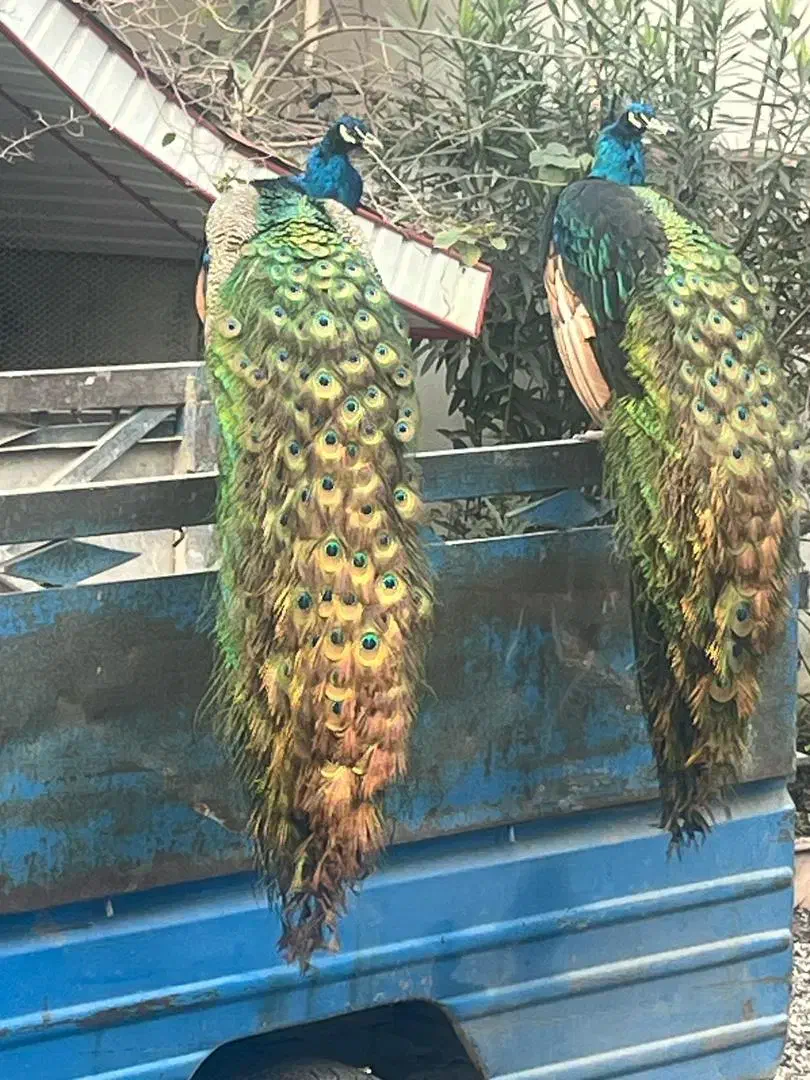 فروش جوجه بالغ طاووس در همه رنگ|پرنده|قائم‌شهر, |دیوار